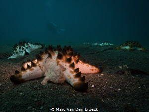 lembeh sight by Marc Van Den Broeck 